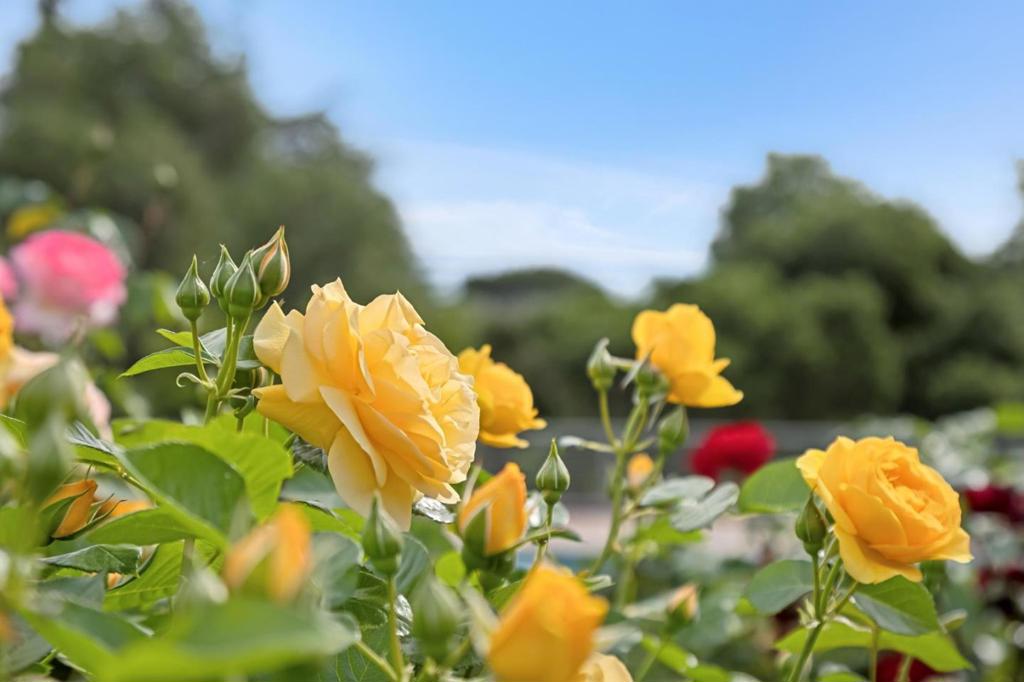 写真